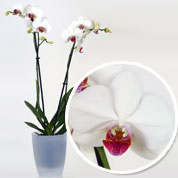 Orqudea Branca + Cachep Transparente